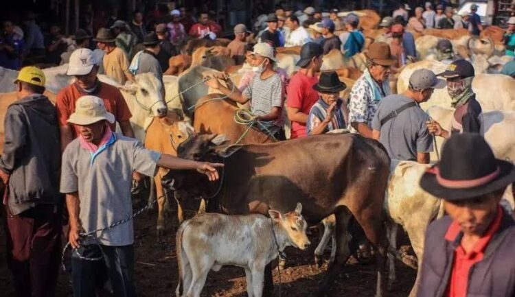 Ratusan Juta Melayang, Hewan Kurban yang Dipesan Mushala di Bukittinggi Ini tak Kunjung Datang hingga Hari Penyembelihan 1 IMG 20220710 160525