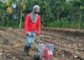 Lebih Bernilai Ekonomis, Petani Padi di Sangir Solok Selatan Beralih Tanam Jagung
