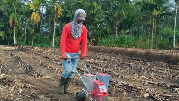 Seorang petani melakukan penanaman jagung di lahan sawah. (Antara/Erik)