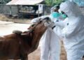 Ilustrasi petugas melakukan pemeriksaan terhadap sapi-sapi untuk mengantisipasi penyebaran PMK. (IST)