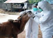 Dinas Pertanian Gencarkan Vaksinasi Cegah PMK di Pasaman