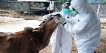 Ilustrasi petugas melakukan pemeriksaan terhadap sapi-sapi untuk mengantisipasi penyebaran PMK. (IST)