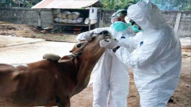 Ilustrasi petugas melakukan pemeriksaan terhadap sapi-sapi untuk mengantisipasi penyebaran PMK. (IST)