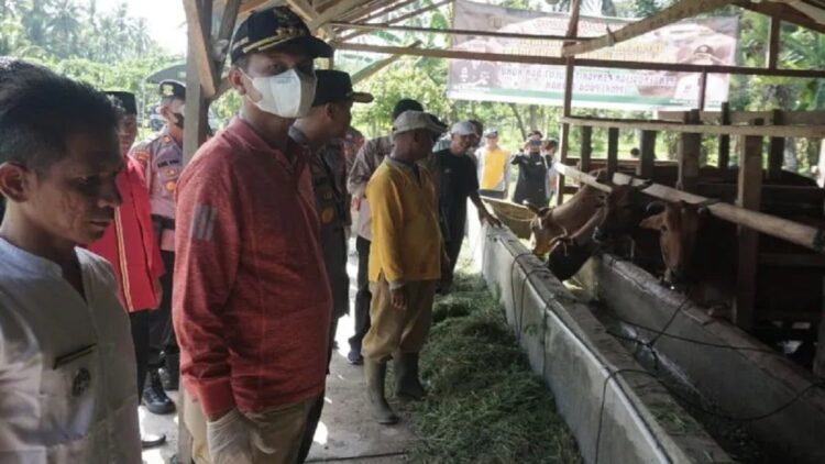 750 Ekor Hewan Kurban di Pariaman Dinyatakan Bebas PMK 1 Wako Pariaman, Sumbar Genius Umar (dua kiri) meninjau kandang sapi saat meninjau penanggulangan PMK di Pariaman Selatan. (ANTARA/HO-Diskominfo Pariaman)