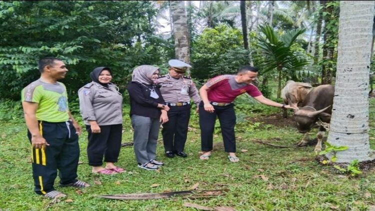 Satlantas Polres Padangpariaman Sembelih 1 Ekor Sapi Kurban 1 Satlantas Polres Pariaman melakukan penyembelihan satu ekor sapi kurban. (IST)