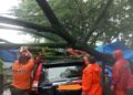 Pohon Tumbang Timpa Mobil di Padang, BPBD Ingatkan Warga Waspada Hujan Disertai Angin