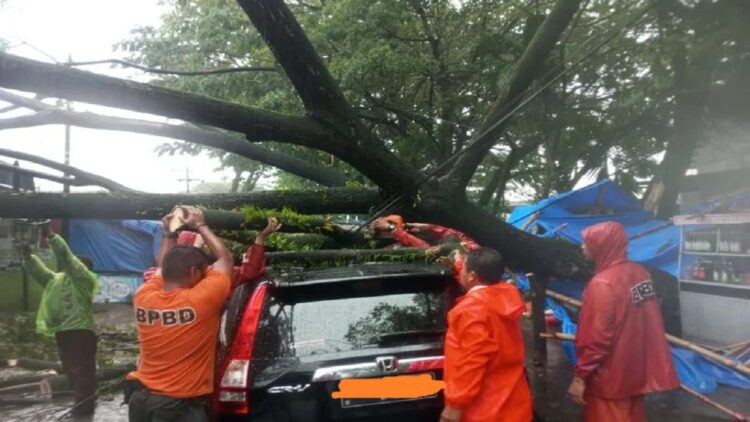 Petugas BPBD Padang melakukan evakuasi mobil tertimpa pohon di Padang pada Jumat pagi (ANTARA/HO BPBD Padang)