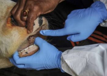 Pemkab Solok Selatan belum Temukan Hewan Kurban Terinfeksi PMK