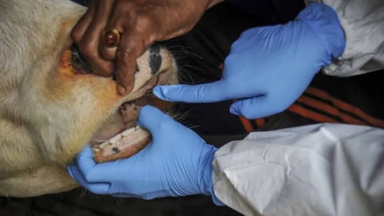 Pemkab Solok Selatan belum Temukan Hewan Kurban Terinfeksi PMK 1 Seorang dokter hewan memeriksa hewan ternak terindikasi terjangkit penyakit mulut dan kaki (PMK) di Cisurupan, Bandung, Jawa Barat, Rabu (8/6/2022). ANTARA FOTO/Raisan Al Farisi/wsj.