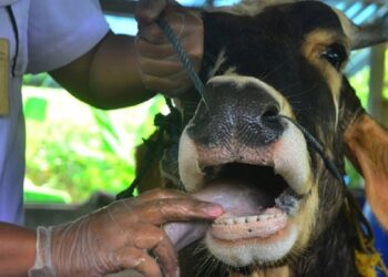 320 Ribu Ekor Ternak di 21 Provinsi Tertular PMK, 2.029 Ekor Mati