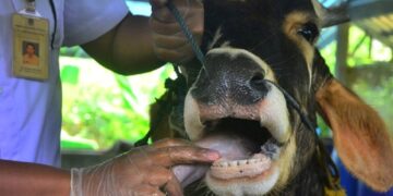 320 Ribu Ekor Ternak di 21 Provinsi Tertular PMK, 2.029 Ekor Mati 8 320 Ribu Ekor Ternak di 21 Provinsi Tertular PMK, 2.029 Ekor Mati