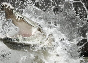 Ilustrasi buaya. (net)