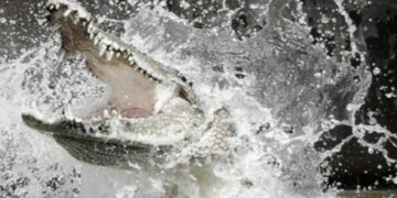 Seorang Warga Diterkam Buaya di Kanal PT BPP Bakrie Pasbar, Tim SAR Lakukan Pencarian 8 Ilustrasi buaya. (net)