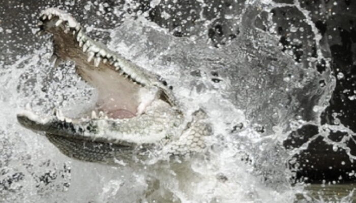 Seorang Warga Diterkam Buaya di Kanal PT BPP Bakrie Pasbar, Tim SAR Lakukan Pencarian