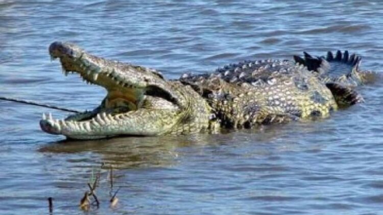 ilustrasi buaya muara