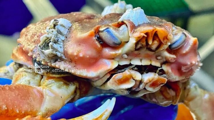 Kepiting langka bergigi manusia. (Foto: Roman Fedorstov)