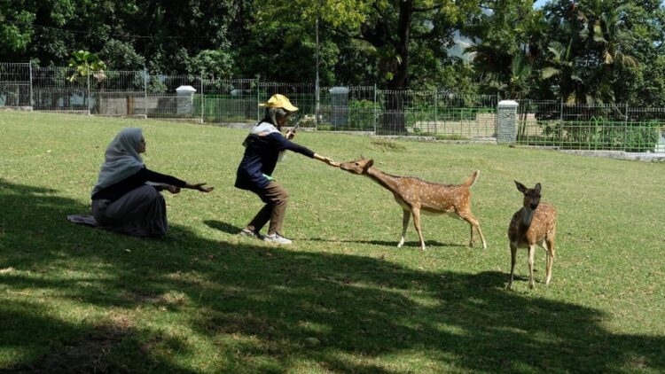 Puluhan Penggiat Medsos di Padang Ikuti Program 'Bertemu Ruslam' di Indarung 1 Salah seorang penggiat medsos yang mengikuti program Bertemu Ruslam tengah memberikan makan Rusa totol yang ada di penangkaran Taman Kehati PT semen Padang, Kamis (7/7/2022) siang.
