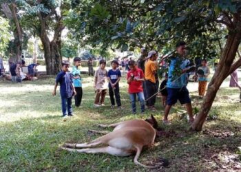 Tahun Ini, Pemotongan Hewan Kurban di Agam Berkurang