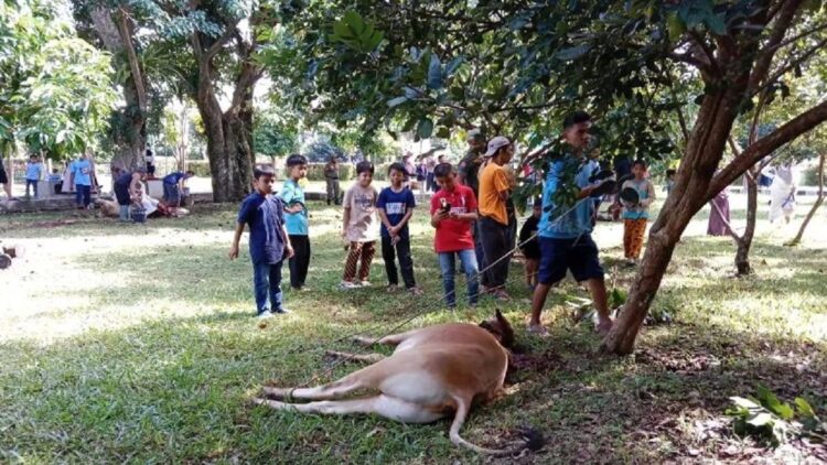 Pemotongan hewan kurban di Agam.