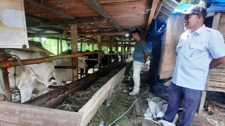 Kepala Desa Bato, Kecamatan Pariaman Timur, Kota Pariaman, Sumbar Syafriyal Syam meninjau kandang ternak milik BUMDes setempat. (ANTARA/Aadiaat M. S.)