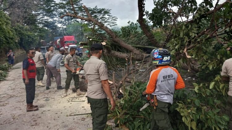 Pohon tumbang di Jalan Padang-Solok, tepatnya di kawasan Atap Genteng, Jumat siang. (BPBD Padang)