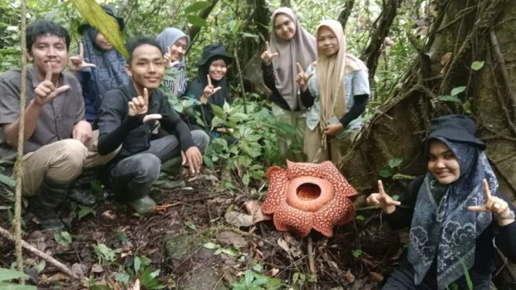 Mahasiswa Universitas Negeri Padang yang melakukan magang di Resor Konservasi Sumber Daya (KSDA) Maninjau sedang berada di Bunga Rafflesia Arnoldii di kawasan Hutan Cagar Alam Batang Palupuh, Rabu (13/7). (Antara/Yusrizal)