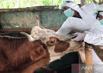 Pemkab Agam Kerahkan 49 Tim Periksa Kesehatan Hewan Kurban