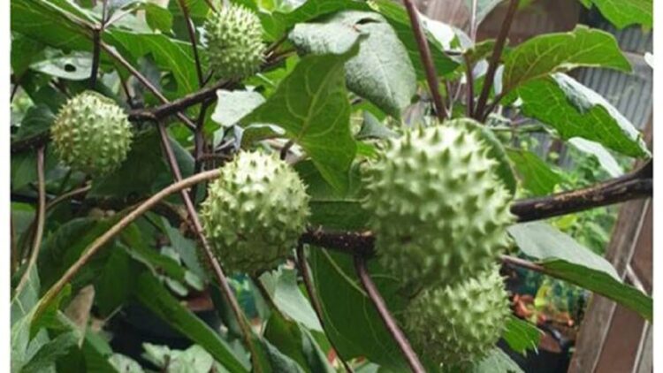 Ilustrasi buah kecubung. (net)