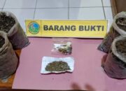 Seorang Pemuda di Pasbar Diringkus Gegara Tanam Ganja di Polybag