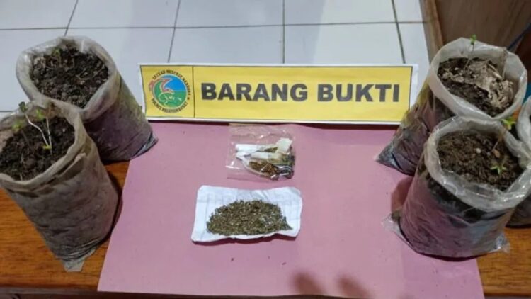Satuan Reserse Narkoba Polres Pasaman Barat mengamankan barang bukti daun ganja yang di tanam di polybag, Sabtu (6/8/2022). (ANTARA/Ho Polres Pasaman Barat)