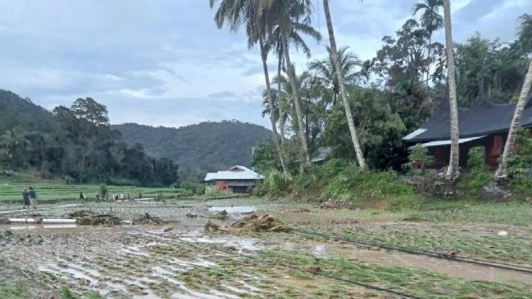 Rumah dan sawah warga terendam banjir bandang di Garabak Data Kabupaten Solok (ANTARA/HO-BPBD Kabupaten Solok)