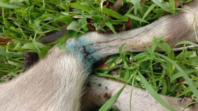 Kaki kerbau warga luka akibat digigit harimau sumatera. (Antara/HO-Dok Camat Matur)