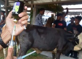 2.295 Ekor Ternak di Padangpariaman Terjangkit PMK, Diperkirakan bakal Bertambah