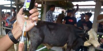 2.295 Ekor Ternak di Padangpariaman Terjangkit PMK, Diperkirakan bakal Bertambah