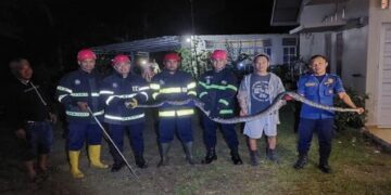 Ular Piton Sepanjang 3 Meter Dievakuasi dari Rumah Guru di Padang