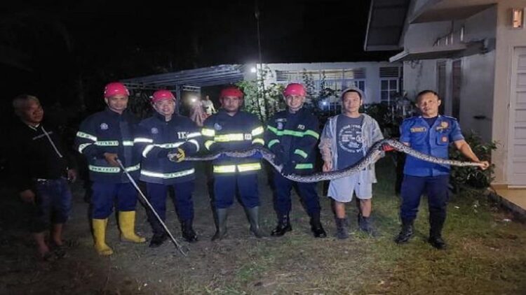 Petugas Damkar Padang berhasil mengevakuasi ular piton sepanjang 3 meter. (IST)