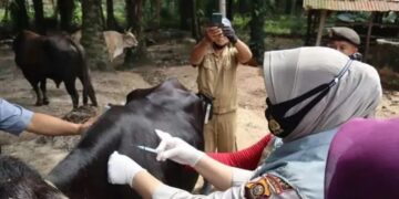 1.314 dari Target 1.400 Ekor Ternak di Solok Selatan Sudah Divaksin PMK 8 1.314 dari Target 1.400 Ekor Ternak di Solok Selatan Sudah Divaksin PMK