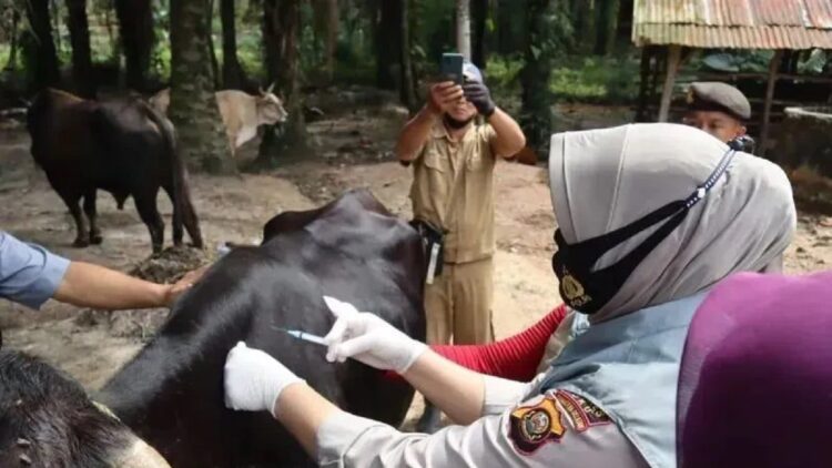 Tim Satgas PMK Diskannak Ogan Komering Ulu (OKU) menyuntik vaksin anti PMK ke seekor sapi di peternakan milik warga Kecamatan Peninjauan. (FOTO ANTARA/Edo Purmana)