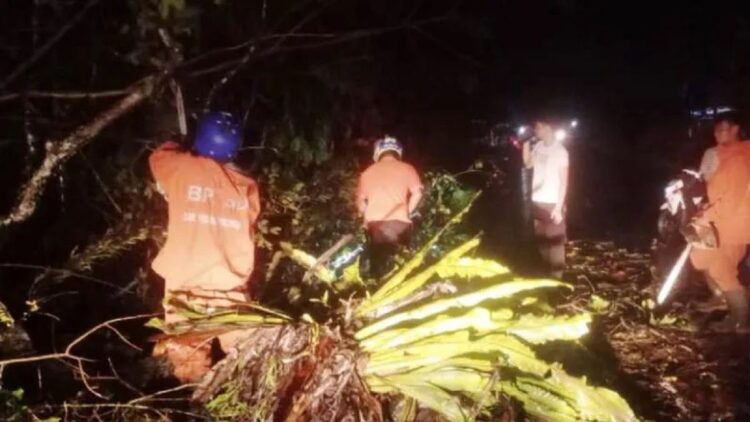 Tiga Pohon Tumbang saat Hujan dan Angin Kencang Landa Padangpariaman Empat Hari Belakangan 1 Tim Reaksi Cepat BPBD Padang Pariaman, Sumbar membersihkan material pohon tumbang di Nagari Sungai Buluah Barat, Kecamatan Batang Anai. (ANTARA/HO-BPBD Padang Pariaman)