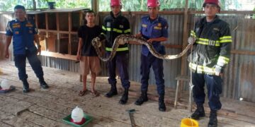 Damkar Padang evakuasi seekor piton diatas plafon kandang ayam warga di Ampang.