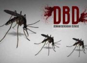 Pemerintah Solok Selatan Imbau Waspadai DBD setelah Makan Korban Jiwa