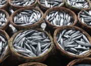 Agam Produksi 16.850 Ton Ikan Air Tawar pada Triwulan I 2025, Didominasi Nila dari Danau Maninjau