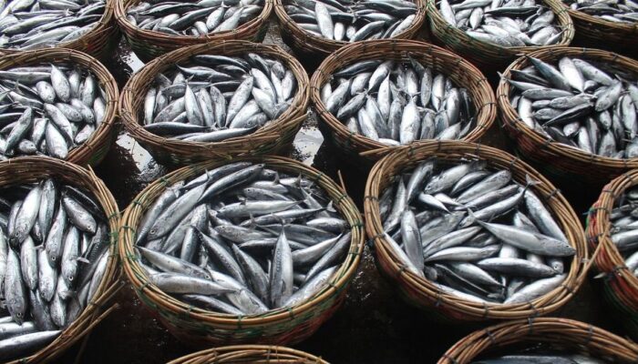 Agam Produksi 16.850 Ton Ikan Air Tawar pada Triwulan I 2025, Didominasi Nila dari Danau Maninjau