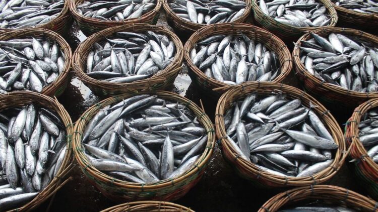 Agam Produksi 16.850 Ton Ikan Air Tawar pada Triwulan I 2025, Didominasi Nila dari Danau Maninjau 1 ilustrasi produksi ikan