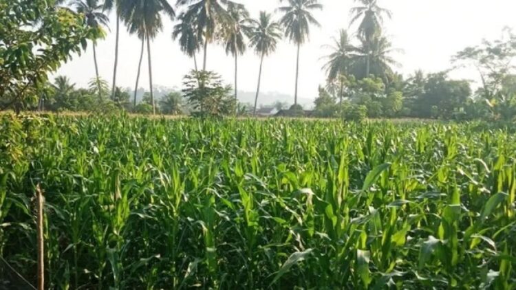 Lahan jagung milik petani di Lubukbasung. Dok Antara/Yusrizal