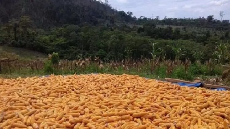 Produksi jagung hibrida di kabupoaten Muna cukup besar dalam setiap tahun, sehingga untuk memenuhi bila ada kebutuhan pabrik pakan di Bombana aman dari segi bahan baku dasar. (foto Antara/Azis Senong)
