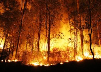 Kebakaran Hutan Landa Aljazair, 26 Orang Tewas, Puluhan Lainnya Terluka