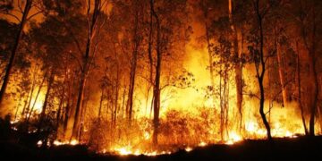 Kebakaran Hutan Landa Aljazair, 26 Orang Tewas, Puluhan Lainnya Terluka