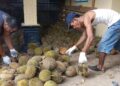 pengumpul buah durian di Agam