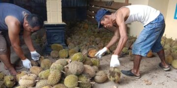 pengumpul buah durian di Agam